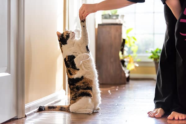 Owner conducting short training session with adult cat using positive reinforcement