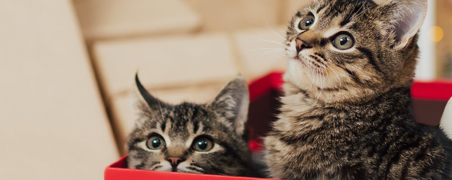 Multi-cat household during holidays