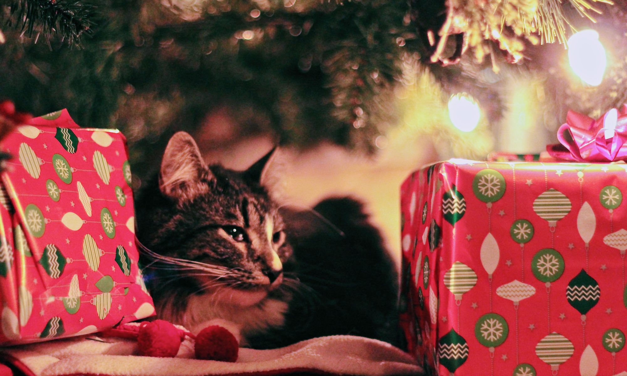Cat resting in a cozy spot during holidays