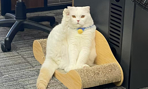 Mimi the senior cat helping develop accessible pet products