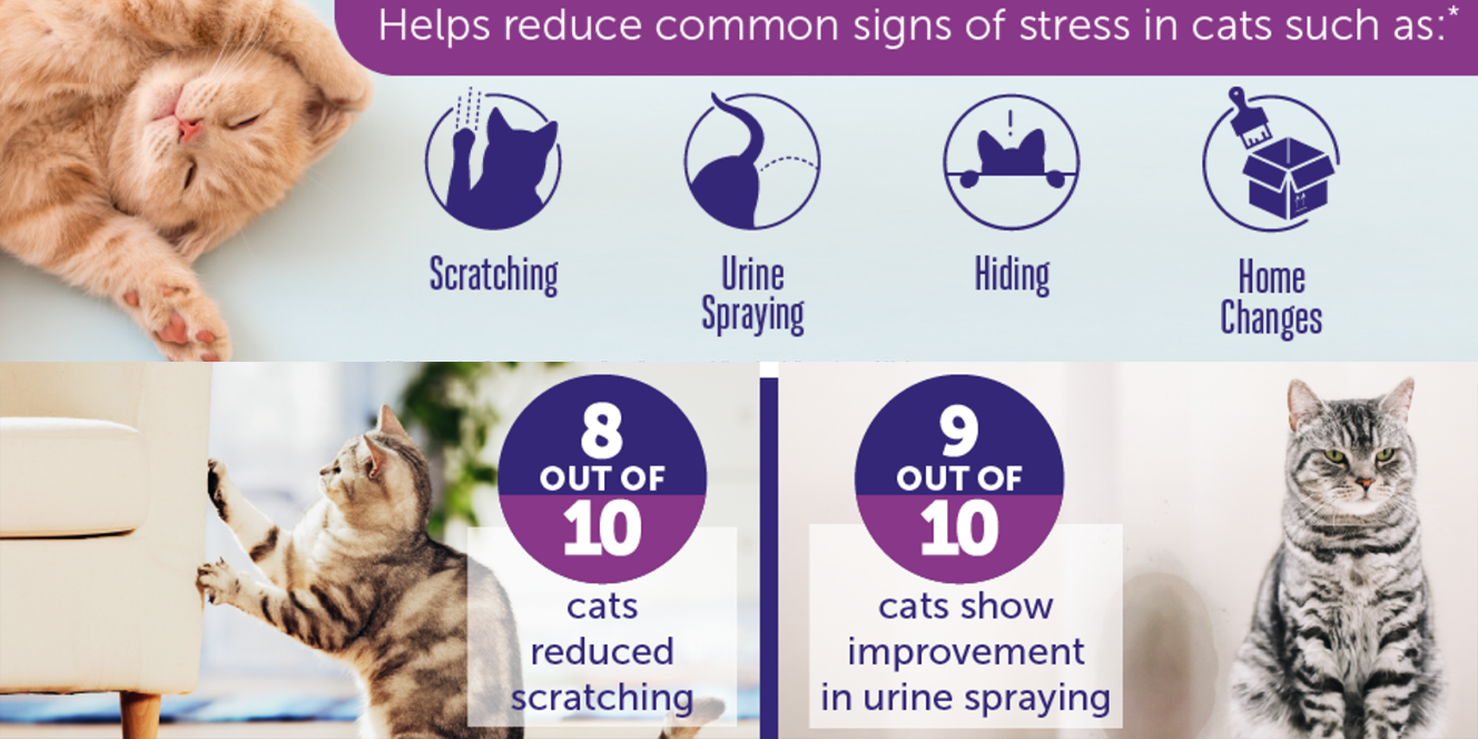 Happy cat with owner, showing the benefits of consistent routine care