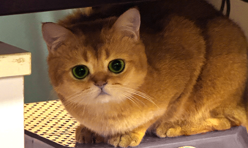 Dazhuang the timid cat inspiring quiet pet device technology