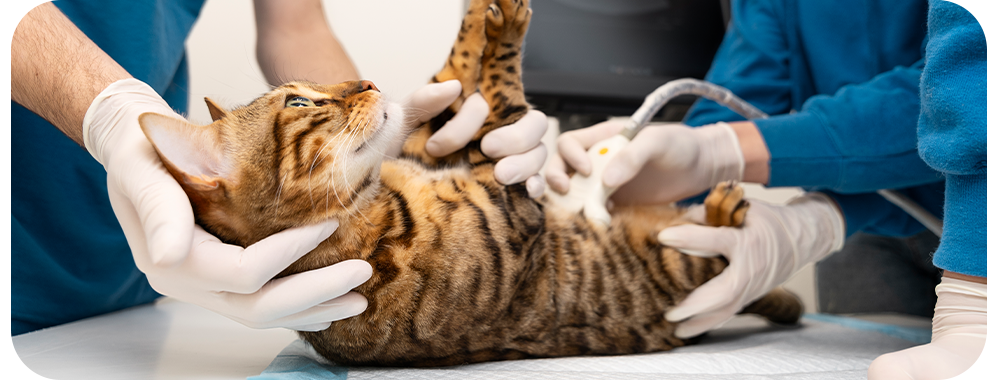 Female cat being cared for by veterinarian