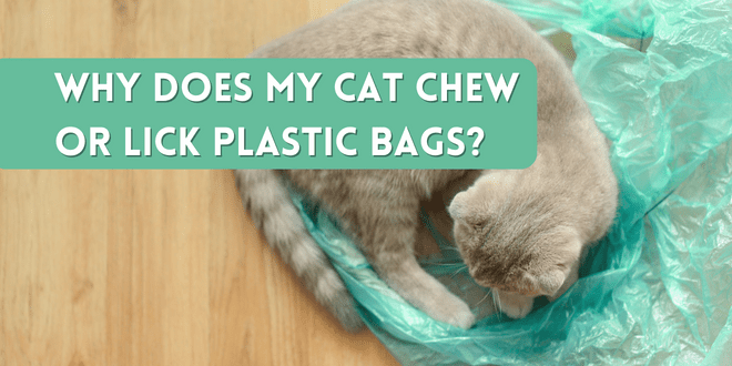 Cat playing with plastic bag - a common feline behavior